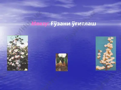 ғўзани ўғитлаш — PPTX