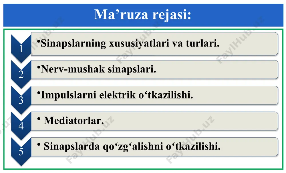 va sinapsda past boʻlishiga bogʻliq. presinaptik membranadan oʻtkazilayotgan impulslar tezligi postsinaptik membrananikiga oʻxshamaydi. shu sababli sinapslarda ritmlarning oʻzgarishi, ya’ni transformatsiyasi sodir boʻladi. sinapslarning qoʻzgʻaluvchanligi va labilligi past. sinapslar gipoksiyaga, narkotiklar, zaharli va kimyoviy moddalar ta’siriga juda ham sezgir boʻladi. sinapslar tez toliqib qolish xususiyatiga ega. 1. sinapslarning xususiyatlari va turlari. sinapslar mns da axborotlarni qayta ishlanishida katta rol oʻynaydi. bir neyron tahminan 40 ming sinapsga ega. nerv tizimi neyronlarining miqdori 10 ekanligi hisobga olinsa, sinaptik bogʻlanishlar nihoyatda koʻp ekanligini tushunib olsa boʻladi. sinapslar guruhlari kimyoviy va elektr qoʻzgʻatuvchi va tormozlovchi neyronlar va neyroa’zo 1. sinapslarning xususiyatlari va turlari. umurtqali hayvonlar asosan kimyoviy va qisman elektr, ya’ni efaps sinapslarga ega. grekcha ephapsis - tegib turishni bildiradi. elektr sinapslarda presinaptik va postsinaptik membranalar oʻzaro qoʻshiladi yoki biri-biriga nihoyatda yaqin turadi. presinaptik va postsinaptik membranalar qoʻshilgan qismida ingichka (diametri 1 nm) kanalchalar boʻlib, ular orqali presinaptik membranadan postsinaptik neyronga bioelektr toki oʻtkaziladi. 1. …