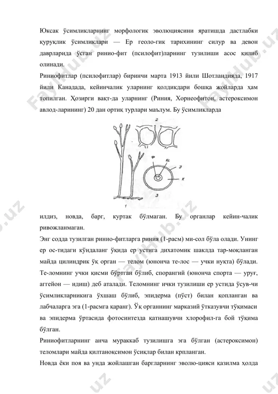 ла-д у с — шох ва эйдос — шакл ўзгариш) йўл билан йирик барглар ҳосил бўлган, яъни дихотомик теломлардан бир текисда яссиланиб йирик барглар пайдо бўлган. бундай 1-расм. риния: 7 —умумий кўриниши; 2 — ҳаво йўллари-нинг кўндаланг кесими; 3 — тананинг кўндаланг ке-сими (э-эпидерма; к-пўст-лоқ; кс-ксилема; ф-флоэма). i ii iii iv 2-расм. теломлардан баргнинг ҳосил бўлиш {1—4) босқичлари шаклдаги барг тузилишини ҳозирги баъзи папаротникларда учратиш мумкин. (2-расм). эволюциянинг сўнгги босқичида риниофитлар тело-мидан ер устида ўсувчи новда, барг ва илдизга эга бўлган ўсимликлар ривожланган. телом назариясининг асосчилари. о. линье а. потань-елардир. кейинчалик бу назарияни в. циммерман, а. тах-таджянлар ҳам ривожлантиришган. юксак ўсимликларнинг асосий органлари (юнон. органон — қурол ёки аъзо). поя, илдиз, барг, гул ўсимлик организмида маълум бир вазифани бажара-ди. ҳозирги ҳамма юксак ўсимликлар, айниқса, ёпиқуруғ-лиларнинг аъзолари турли хил шаклда бўлади. дарахт, бута ва ўтларнинг аъзолари (поя ва барглари) ҳар хил шакл ўзгаришида бўладики, баъзан уларнинг қайси аъзодан ке-либ чиқишини аниклаш …