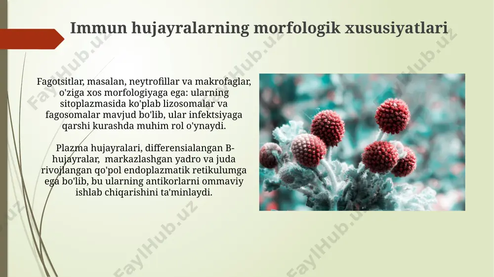 immun-himoya reaksiyalarining morfologik asoslari - Page 5