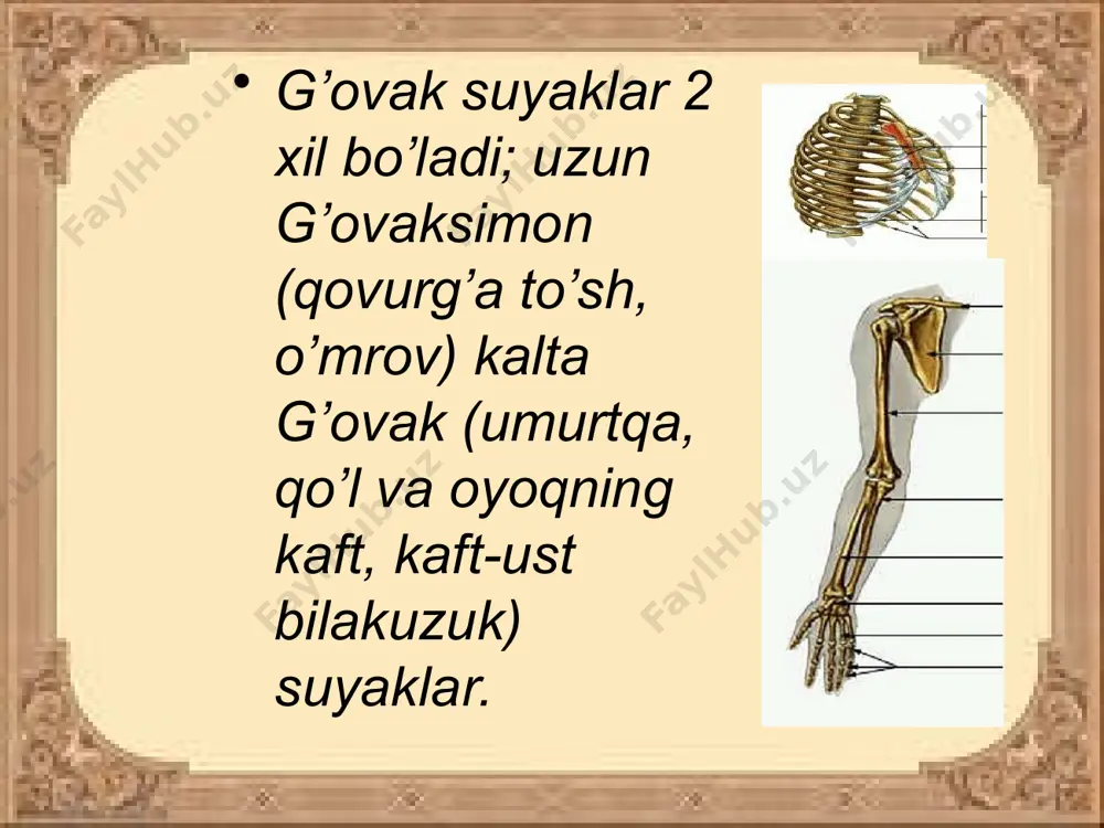 suyaklar tuzilishi va birikishi - Page 5