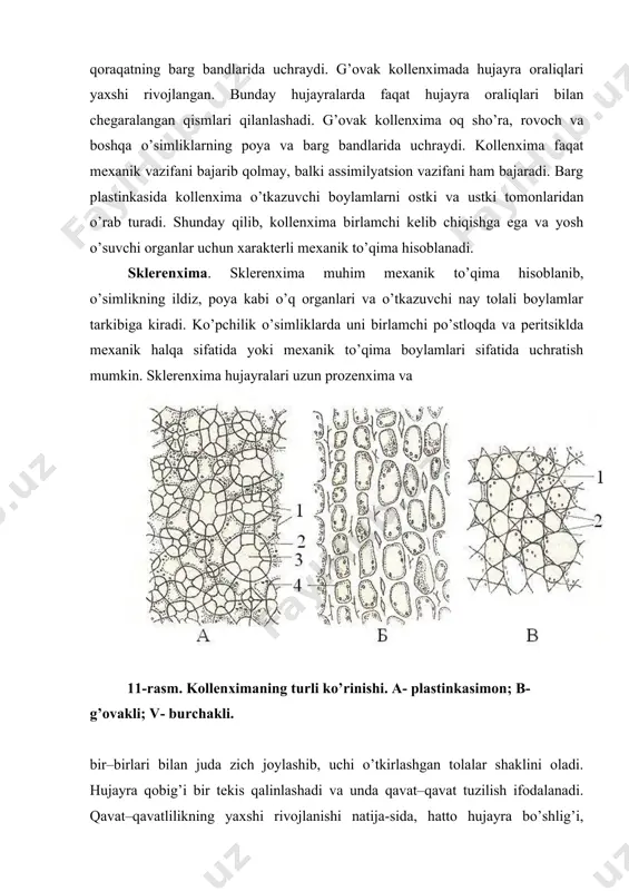 va yog’ochlik tolalarga bo’linadi. lub tolalari o’simlik organlarining po’stloq qismida uchrab, ular birmuncha uzunligi bilan ajralib turadi. masalan, lub tolalari uzunligi zig’irda 40–120 mm, gazandada – 80 mm, ramida 350–420 mm ga boradi. lub tolalarining hujayra qobig’i zig’ir, kendir o’simligida odatda, tezda yog’ochlanadi. ulardan dag’al matolar to’qish va arqonlar tayyorlashda foydalaniladi. yog’ochlik tolalar (libriform) uncha uzun emas (2,5 mm dan oshmaydi). hujayra qobig’i doimo yog’ochlanadi, ammo qalinlashishi lub tolalariniki kabi kuchli emas. libriform asosiy vazifasidan tashqari ozuqa moddalar to’plash va suv o’tkazish kabi vazifalarni ham bajarishi mumkin. bunday hollarda hujayraning tiriklik qismi saqlanib qoladi va yupqa yog’ochlangan qobiqqa ega bo’ladi. sklereidlar. ular o’simlikning ildiz, barg va mevalarida yakka–yakka yoki to’da–to’da bo’lib joylashadi. sklereidlar yumaloq ovalsimon, cho’ziq va shoxlangan shakllardagi, hujayra qobig’i yog’ochlangan jonsin mexanik to’qimadir. hujayra qobig’ida va teshik kanallar yaxshi ifodalanadi. tosh hujayralar nok, behi kabi o’simlik mevalarining et qismida, yong’oq po’chog’i va olcha, olxo’ri kabi o’simlik mevalarining danaklarida …