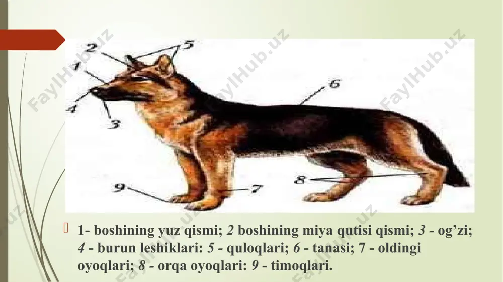 odda yoki dastlabki darrandalar (prototheriaj kenja sinfi. haqiqiy darrandalar, ya'ni tirik tug'uvchi darrandalar (theria) kenja sinfi. sodda yoki dastlabki darrandalar (prototheria) kenja sinfiga o'rdakburunlar (urnilhorhynchidae) va kloakalilar (monotremata) turkumi yexidnalar (tachyglossidaei oilalari o'rdakburunlar (urnilhorhynchidae) o’rdak burunlar oilasining bitta o'rdakburun (omithorhynchus anatinus) turi bor. uning massasi 1,5 kg gacha boradi. asosan avstraliya va tasmaniyada tarqalgan. suvda va quruqlikda hayot kechiradi. tana uzunligi 65 sm atrofida bo'ladi. uning terisi qalin, qisqa, mayin jun bilan qoplangan. yexidnalar oilasi yexidnalar 2 tur yexidna urug'iga kiruvchi avstraliya yexidnasi (tachyglossus aculeatus) avstraliyaada. tasmaniyada va yangi gvineyada uchraydi. proyexidnalar proyexidna (zaglossus bruijni) turining 3 ta kichik bor. proyexidna faqat yangi gvineyada uchraydi. proyexidna yer kovlashga juda mohir. tana uzunligi 80 sm bo'lib, terisi jun aralash .8 sm gacha boradigan o'tkir uchli ninalar bilan qoplangan haqiqiy darrandalar, ya'ni tirik tug'uvchi darrandalar (theria) kenja sinfi tuban darrandalari (metatheria) yuksak darrandalar yoki yo'ldoshlilar (eutheria). tuban darrandalar infrasinfiga bitta xaltalilar ('marsupialia) …