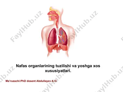 nafas organlarining tuzilishi va yoshga xos xususiyatlari — PPT