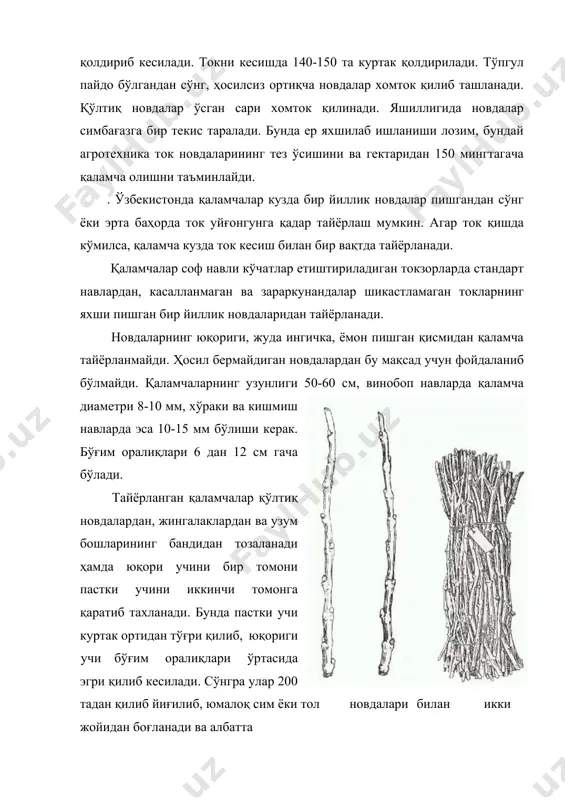 ток қаламчаларни тайёрлашда ишчи фақат маълум нав қаламчаларни кесади ва ҳар бир нав қаламчалар алоҳида-алоҳида боғ қилиб боғланади. токзорларда тайёрланган қа-ламчалар соф навли ва юқори сифатли бўлиши учун ҳосил йиғиштириб олингунча апробация ва ялпи селекция ўтказилади, яъни яхши токзорлар танланади, у ерда ҳар бир туп ток аниқланади ва белгилаб қўйилади. бир хил навга кирувчи токларнинг яхши ва ёмон белгиларига қараб ажратилади. тупларга баҳо беришда новдалардаги ҳар хил рангли ёки ҳар хил шаклдаги белгилар, турли рақамлар ва шунга ўхшашлар асосида белги қўйилади. хўжалик миқёсида кўчатзор барпо этиш учун сифатли соф навли кўчатлар етиштириш, шунингдек мавжуд кўчатзорлардаги кам ҳосил токларни серҳосиллари билан алмаштириш натижасида ҳосилдорликни ошириш мақсадида ёппасига селекция ўтказилади. ялпи селекция ишлари кўчатлар навининг софлигига қараб, ёмон хоссали, унча яхши бўлманганларининг, фойдали хоссаларга эга бўлган кўчатларнинг эса яхши белгилари бўйича ўтказилади. агар токзорда асосий стандарт навнинг ҳосилдорлиги 75% дан кам бўлса, тупларнинг умумий холати ва ҳосилдорлиги яхши бўлса, ёмон ва аралаш …