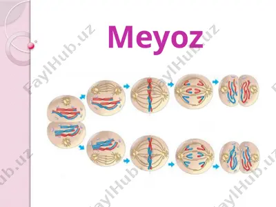 meyoz — PPTX