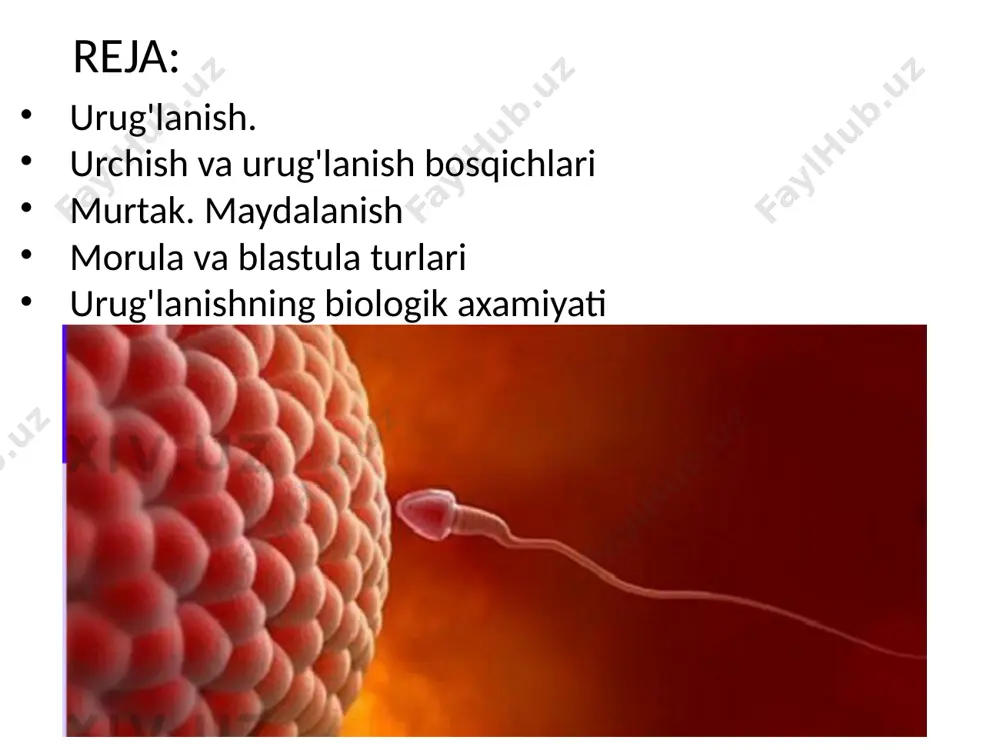 erotsit hujayralarga aylanadi urug`lanish jarayonida 2 ta faza farq qilinadi: 1) urug`lanishning tashqi fazasi; 2) urug`lanishning ichki fazasi. urug`lanishning tashqi fazasi spermatozoidlarning tuxum hujayraga intilishi va tuxum hujayrada qabul qiluvchi do`mboqchalarning hosil bo`lishi bilan ifodalanadi. effektiv (chaqqon) spermatozoidlarning bittasi bu do`mboqchaga yetib borib, unga yopishib oladi. spermatozoid tuxum hujayraga tekkan zahoti spermatozoid boshchasnning akrosomasidagi gialuronidaza fermenti ta’sirida follikulyar hujayralar orasidagi va tuxum hujayra qobig`idagi glikozaminoglikan erib ketadi. spermatozoid boshchasi, bo`yni va tanasi tuxum hujayraga kirib, dumi tashqarida qoladi(keyingi slayddagi rasmga qarang) spermatozoid tuxum hujayraga kirgach, kortikal granulalar boshqa spermatozoidlarning kirishiga to`sqinlik qiluvchi urug`lanish qobig`ini hosil qiladi. polispermiyada esa sariqlik pardasi bilan tuxum hujayra qobig`i orasida sariqlik bo`shlig`i hosil bo`lib, bu yerda sariqlik membranasidan o`tgan spermatozoidlarning bir qismi halok bo`ladi. shu davrdan boshlab urug`lanishning ichki fazasi boshlanadi va quyidagicha ta’riflanadi: hujayraning yadrosidan iborat bo`lgan spermatozoidning boshchasi sitoplazmaga kirganidan so`ng shishadi va tuxum hujay-raning yadrosiga nisbatan 180° ga buriladi. natijada, spermatozoidning sentrosomadan …