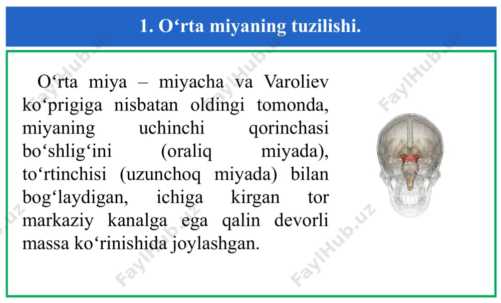 iya retikulyar formatsiyasining davomi hisoblanadi. oʻrta miyaning retikulyar formatsiyasi, faollashtiruvchi funksiyasi bilan birgalikda, koʻzni harakatlantiruvchi apparat ishini boshqarishda muhim rol oʻynaydi. koʻz harakatlarini reflektorli boshqarilishida, silviev suv oʻtkazgichning ostida qopqoqlarda joylashgan chanoq-miya asablarining koʻzni harakatlantiruvchi (iii – juft) va toʻsiq (iv - juft) yadrolari ham ishtirok etadi. 1. oʻrta miyaning tuzilishi. darkshevich yadrosidan oʻrta miyaning medial koʻndalang tutami boshlanadi va u koʻzni harakatlantiruvchi, toʻsiq va keyingi miyada joylashgan chetga tortuvchi asablarning yadrolarini oʻzaro bogʻlaydi, natijada, ulardan yagona, koʻzning birgalikdagi harakatlarini boshqaradigan funksional tizimni hosil qiladi. 1. oʻrta miyaning tuzilishi. koʻzni harakatlantiruvchi asab yadrosining ostida toq vegetativ yadro – yakubovich–edinger yadrosi yotadi va uning parasimpatik neyronlari periferik tsiliar gangliyalarga oʻsimtalarini yoʻnaltiradi. tsiliar gangliyalarning postganglionar neyronlari, koʻz qorachigʻining diametrini va kiprik mushaklarini boshqaruvchi muguz parda mushaklarini innervatsiyalaydi. 1. oʻrta miyaning tuzilishi. oʻrta miya, nafaqat koʻpchilik hayotiy muhim reflekslarning birlashadigan joyi boʻlibgina qolmasdan, balki muhim oʻtkazuvchi funksiyani ham bajaradi. qopqoqdan qora substansiya bilan …