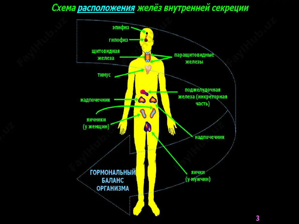 гартириш қобилияти (кальцитонинни вазопресинга, фолликулинни прогастеронга таъсири) организмга гормонларнинг таъсири кўп шароитларга боғлиқ: организмдаги витаминлар таркибига организм суюқликларида ва тўқималардаги ионлар концентрациясини ўзгаришига овқат рационига гипоталамо – гипофизар система нейрогипофиз (вазопрессин, окситоцин) аденогипофиз (эффектор ва троп гормонлар) гипоталамуснинг нейросекретор гормонлари либеринлар (тиро -, лю-, кортико-, пролакто-, мелано-, соматолиберинлар) статинлар (сомато-, пролакто-, меланостатинлар) эффектор гормонлар меланостимулловчи соматотроп пролактин гипоталамо гипофизар система 1 аденогипофиз; 2 хиазма; 3 супраоптик ядро; 4 паравентрикуляр ядро; 5 гипофизатроп зона; 6 нейрогипофиз; рг – рилизинг гормонлар 2 3 4 5 6 троп гормонлар ттг – тиреотроп актг – адренокортикотроп фсг – фоликулостимулловчи лг – лютеинловчи ички секреция безларининг фаолиятларини экспериментда текшириш усуллари олиб ташлаш – экстирпация кўчириб ўтказиш – трансплантация парабиоз усули эктракт ёки гормонларни юбориш безга кирувчи ва бездан чиқувчи қоннинг физиологик фаоллигини таққослаш қонда ва сийдикда гормоннинг миқдорини биологик ва кимёвий усуллар билан аниқлаш гормонларнинг биосинтез механизмини радиоактив изотоплар ёрдамида ўрганиш гормонларни сунъий йўл билан …