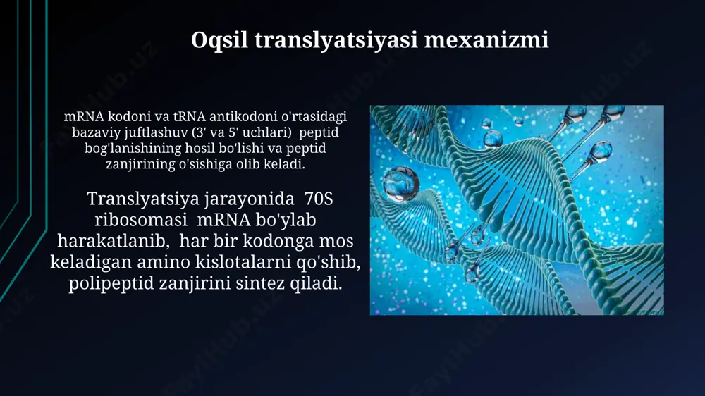 enlarni ta'sir qiladi. fermentlarning rnk bilan o'zaro ta'siri ribozimlar — rnkdan iborat fermentlar bo'lib, o'z-o'zini kesish yoki rnkni boshqa molekulalarga bog'lash kabi katalitik funksiyalarni bajaradi. rnkga bog'liq fermentlar, masalan, rnk polimeraza, dntdan rnk transkripsiyasida muhim rol o'ynaydi va 1000 ga yaqin nukleotidni birlashtirishi mumkin. dnk replikatsiyasi mexanizmi primaza fermenti rnk primerlarini sintezlab, dnk replikatsiyasi boshlanish nuqtasini yaratadi, keyin bu primerlar dnk bilan almashtiriladi. okazaki fragmentlari, orqaga qarab sintezlanadigan 100-200 nukleotidli qisqa dnk bo'laklari, lagging ipning uzluksiz replikatsiyasida muhim rol o'ynaydi. e'tiboringiz uchun rahmat @taqdimot_robot image1.jpg image2.jpg image3.jpg image4.jpg image5.jpg image6.jpg image7.jpg image8.jpg image9.jpg image10.jpg image11.jpg