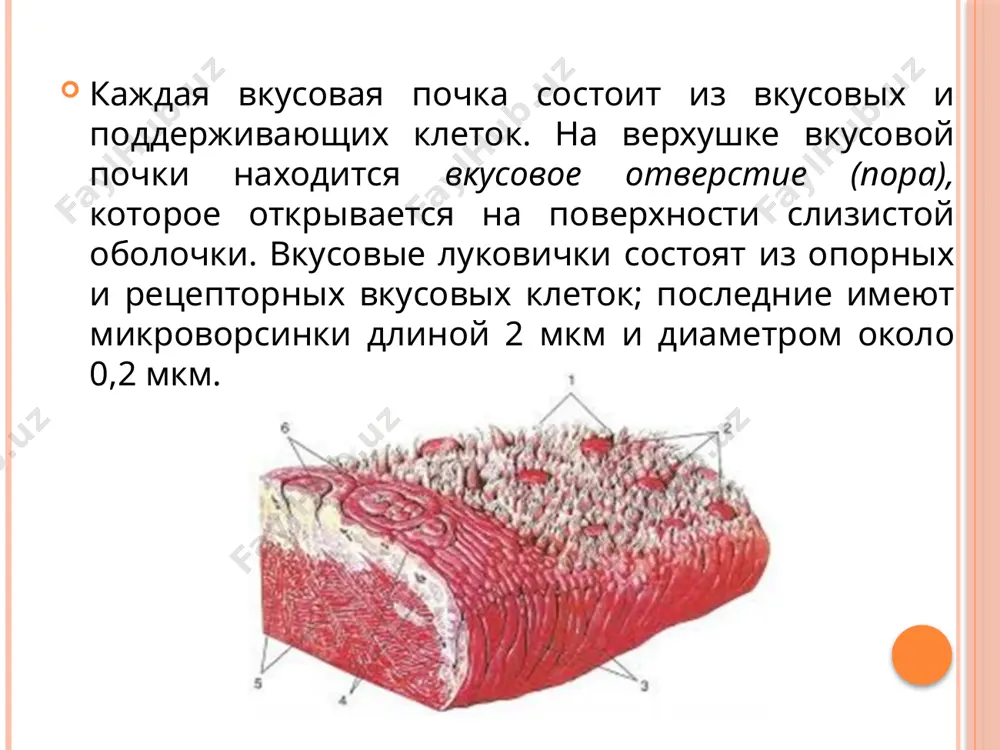 театр выступает ... ….. клубе. 5. отец работает ... …. заводе. 6. кафедра философии находятся ... …. здании. 7. студентки купили атлас и анатомию ... интернете. 8. ... …. диване сидели дети. 9. друзья вчера были ... … театре. 10.... …. зале танцевали студенты. 11. он учится ... …. академии... медико-профилактическом факультете ... первом курсе ... узбекской группе. 12. хасан ездит в институт ... метро, фарида ездит ... автобусе, а хаким ... электричке. 13. они встретились ... …. остановке. 14. болельщики вчера были ... … футбольном матче. 15. ... нашей стране каждый имеет право учиться. 16… …. аптеке работает его брат. слова для справок: студенческом, главном, а. навоий, мягкая, академический, хрустальные, химическом, мягком, большом, светлом, медицинской, автобусной, интересном, городской задание 4. запомните следующие конструкции с предлогами в и на для обозначения направления и положения предмета. 1. лежать в пространстве на прямой 2. находиться в плоскости на плоскости 3. располагаться в …