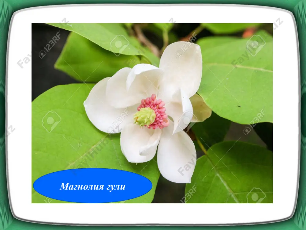 магнолиягуллилар қабиласи магнолиалес - Page 3
