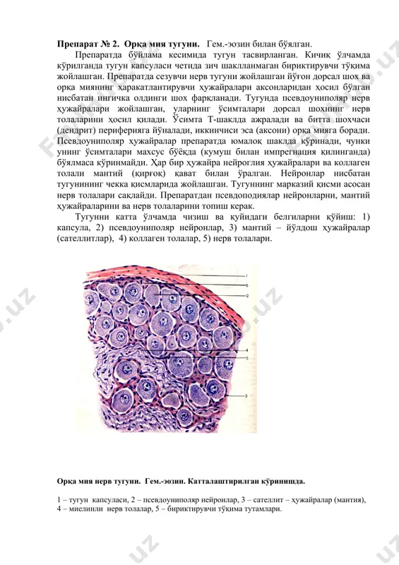 чекка қисмларида жойлашган. тугуннинг марказий қисми асосан нерв толалари сақлайди. препаратдан псевдоподиялар нейронларни, мантий ҳужайраларини ва нерв толаларини топиш керак. тугунни катта ўлчамда чизиш ва қуйидаги белгиларни қўйиш: 1) капсула, 2) псевдоуниполяр нейронлар, 3) мантий – йўлдош ҳужайралар (сателлитлар), 4) коллаген толалар, 5) нерв толалари. орқа мия нерв тугуни. гем.-эозин. катталаштирилган кўринишда. 1 – тугун капсуласи, 2 – псевдоуниполяр нейронлар, 3 – сателлит – ҳужайралар (мантия), 4 – миелинли нерв толалар, 5 – бириктирувчи тўқима тутамлари. препарат № 3. интрамурал ауэрбах нерв чигали. ингичка ичак препарати. кумуш билан импреграция қилинган. препаратда бир-бири билан бириккан нерв толали нерв тугуни кўринади. тугунда юлдузсимон шаклда, қора – жигарранг ёки қора рангдаги мултиполяр нейронлар кўринади, уларнинг атрофида майда глиал ҳужайралар ва нерв толалари жойлашган. тугун атрофида оч соҳалар кўринади, унда сийрак бириктирувчи тўқима бўлиб, чигал мана шу тўқима орасида жойлашади. морфологик жиҳатдан интрамурал нерв чигалида уч хил турдаги нейронлар фарқланади: 1. узун аксонли эфферент …