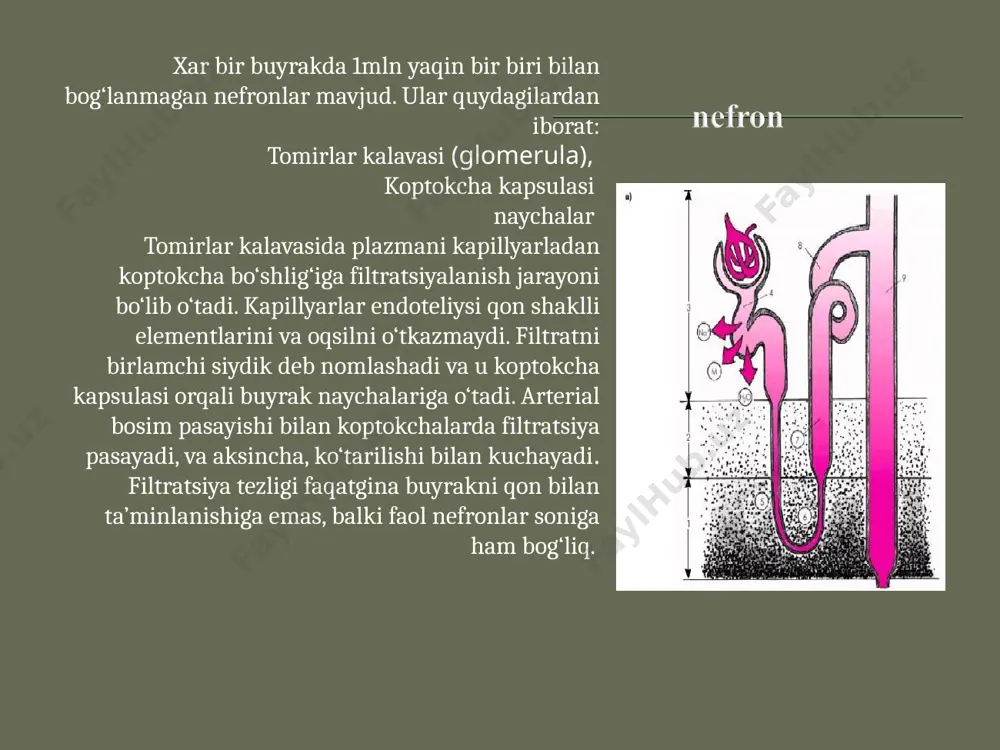 ‘rta ta’sirli (8—24 s.) — diakarb, triamteren, gidroxlortiazid, klopamid, indapamid va h.k. 3. uzoq ta’sirli (bir necha sutka) — xlortalidon, spironolakgon, eplerenon. ta’sir mexanizmi: qonning osmotik bosimi suyuqlikni to‘qimali (interstitsial) sektordan tomir ichiga o‘tishi ayuqx sydik ajralishini gormonal boshqaruvini o‘zgarishi (aldosteron va vazopressin miqdori kamayadi, natriyuretik gormonni miqdori ko‘payadi) koptokchalardagi filtratsiya kuchayadi va shu bilan bir vaqtda suv reabsorbsiyasi pasayadi diurez kuchayadi ko‘rsatmalar: 1) miya shishi 2) o‘pkalar nokardiogen shish 3) ko‘z ichi bosimini keskin oshishi 4) suvda eruvchan ksenobiotiklar bilan o‘tkir zaxarlanie 5) gipovolemiya simptomlari bilan shok nojo‘ya ta’sirlari: 1) to‘qimalar degidratatsiyasi 2) qonning qoldiq azotini oshishi(mochevina) qarshi ko‘rsatmalar: 1) buyraklarning ajratish faoliyatini buzilishi 2) og‘ir yurak etishmovchiligi 3) gipertoniya kasalligi atsetazolamid proksimal naycha sohasiga ta’sir ko‘rsatadi va karboangidraza fermenti ta’sirini to‘xtatadi. streptotsidni birinchi karboangidraza ingibitori deb xisoblasa bo‘ladi.keyinchalik bu xususiyat boshqa sulfanilamidlarda xam kuzatildi.. sulfanilamid guruxiga geterotsiklik birikmaning qo‘shilishi bu ta’sirini oshirdi. karboangidraza fermenti buyrak funksiyasida muxim rol …