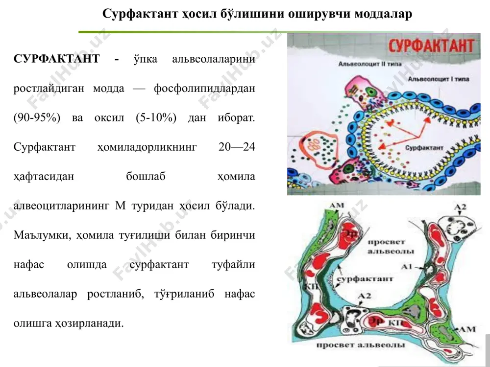 codeine phosphas қора дори -опий таркибига кирувчи алкалоид (метил морфин 0,5% ). терапевтик дозаларда оғриқсизлантирувчи, нафас ва йўтал марказини фалажловчи. мнсдаги йўтал марказига бевосита таъсир кўрсатади, уни қўзғалувчанлигини кескин сусайтиради узоқ вақт мобайнида қўлланганда кодеин хамда дионинга тобелик пайдо бўлади, шунинг учун бу моддаларни ёш болаларга (икки ёшгача) қўлланиш ман этилади. йўтал қолдирувчи наркотик бўлмаган моддалар: л и б е к с и н, г л а у ц и н, т у с у п р е к с. улар юқори нафас йўллари шиллиқ қаватига, яъни йўтал рефлексининг периферик (четда жойлашган) қисмига, бронхларга анестетик таъсир кўрсатади, уларни кенгайтиради, импульсларининг йўтал рефлексининг марказий қисмига ўтишига тўсқинлик қилади, шу билан бирга бевосита йўтал рефлексининг марказий қисмига ҳам тинчлантирувчи таъсир кўрсатади. лекин кодеин дионинга ўхшаб тобелик пайдо қилмайди, шунинг учун либексин, тусупрекс ёш болаларда хам қўлланиши мумкин. нафас марказига салбий таъсири йўқ. унга ўрганиш ва тобелик ривожланмайди. глауцинга ўхшаб юқори нафас йўллари …