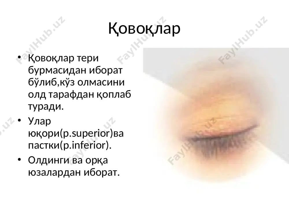 ди бир суткада кўз 0,4–1 мл кўз ёш суюқлиги ишлаб чиқаради,кучли йиғлаганда 2 чой қошиқ миқдорида бўлиши мумкин зичлиги 1,001–1,008 кўз ёш суюқлиги, кўз ёш безида ишлабчиқарилади ва таркибибўйича мураккаб ва прекорнеал пардани компоненти хисобланади шох пардани химоя қилади озиқлантиради у 3та қаватдан тузилган: ташқи липид қават мейбомий бези секрети ва цейс бези секретидан шаклланади 3та асосий функцияни бажаради: кейинги сувли қаватни қуриб қолишини олдини олади шох парда устидаги хамма пардани юзаси таранг бўлиб туришини ва турғунлигини таъминлайди кўз олмасини мойлаб,сирпанчиқлигини таъминлайди ўрта сувли қават кўз ёш суюқлигидан тузилган б унинг функцияси: қон томирсиз шох пардани озиқлантиради антибактериал функцияси (лизоцим) майда қисмларни йўқотади ички муцин қавати (гоблет хужайралар , манца, генле крипталари секрети) асосий функцияси шох парда гидрофоб юзасини гидрофилга айлантиради (кўз ёш суюқлиги билан яқин алоқани таъминлаш мақсадида) бунинг учун қуйидаги 3та шароит зарур -нормал кўз очиб-юмиш рефлекси -кўз олмаси ва қовоқлар орасидаги контакт -соғлом шох парда эпителийси шох …