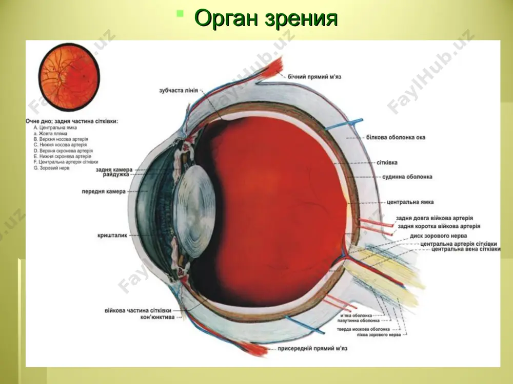 самарқанд давлат тиббиёт институти - Page 3