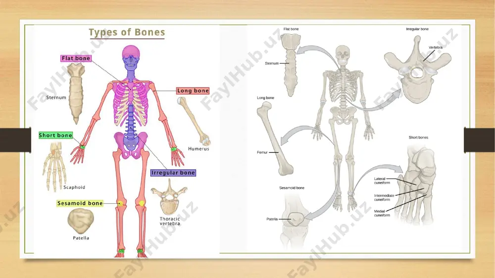 bones anatomy and physiology - Page 5