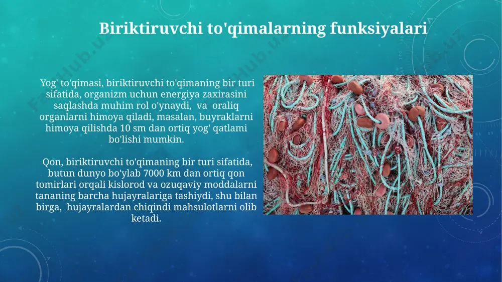 rida o'ziga xos funksiyalarni bajaradigan turli xil to'qimalarning mavjudligini ko'rsatadi. biriktiruvchi to'qimalar 4 asosiy turga: biriktiruvchi to'qima to'g'ri, 2) yumshoq, 3) qattiq va 4) suyuq bo'lib tasniflanadi, ularning har biri o'ziga xos xususiyatlarga va funksiyalarga ega bo'lib, masalan, suyak to'qimasi (qattiq) va qon (suyuq). kompakt va gubkali suyak to'qimalari kompakt suyak to'qimasi, odamning uzun suyaklarining diafizida 80% ni tashkil qilib, osteon deb ataluvchi tizimli birliklardan iborat bo'lib, yuqori mexanik mustahkamlikni ta'minlaydi. gubkali suyak to'qimasining trabekulalari, bosim kuchlariga qarab, o'zgaruvchan yo'nalishga ega bo'lib, masalan, oyoq suyaklarida vertikal yuklarga moslashgan tuzilishga ega. suyak va biriktiruvchi to'qimalarning o'zaro bog'liqligi suyaklarning shakllanishi va o'sishiga 200 dan ortiq turdagi biriktiruvchi to'qimalar, jumladan, periosteum va endosteum, katta hissa qo'shadi, bu jarayonlarda 50 dan ortiq oqsil va 100 dan ziyod mineral moddalar ishtirok etadi. suyak sinishi davolashda biriktiruvchi to'qima hujayralari, masalan, fibroblastlar va osteoblastlar, to'qimalarning tiklanish jarayonida muhim rol o'ynaydi, bu jarayon taxminan 6-8 hafta davom etadi …