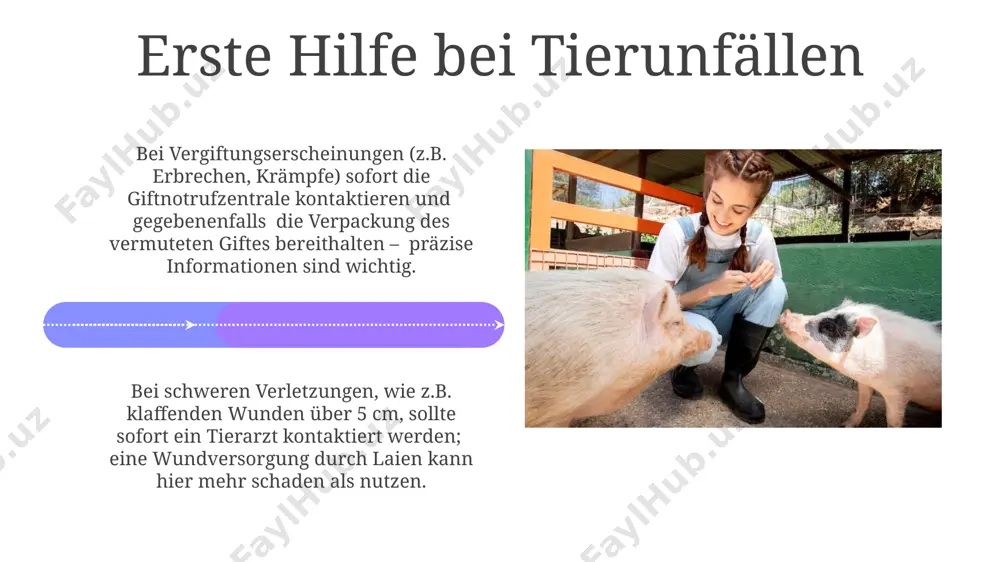 tierwelt: umgang mit tieren - Page 4