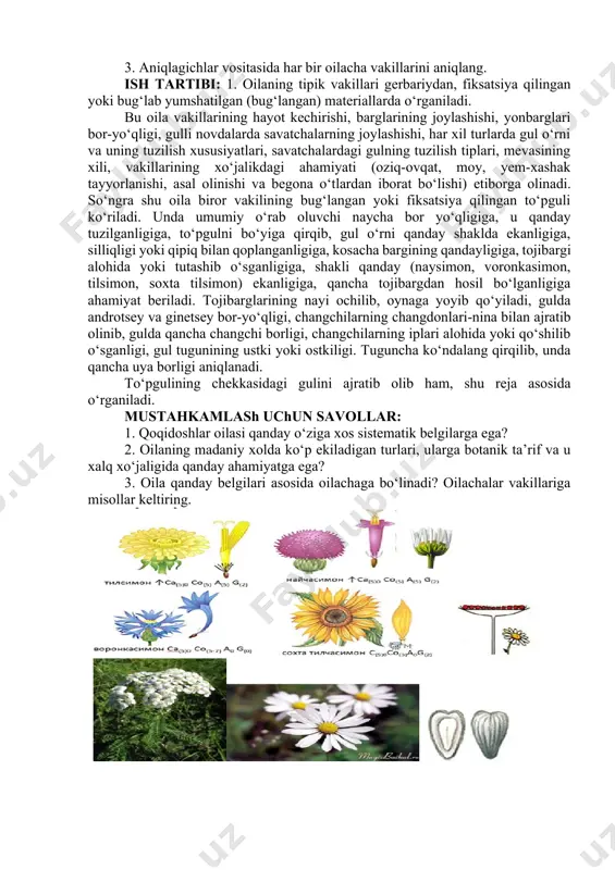oylashishi, har xil turlarda gul o‘rni va uning tuzilish xususiyatlari, savatchalardagi gulning tuzilish tiplari, mevasining xili, vakillarining xo‘jalikdagi ahamiyati (oziq-ovqat, moy, yem-xashak tayyorlanishi, asal olinishi va begona o‘tlardan iborat bo‘lishi) etiborga olinadi. so‘ngra shu oila biror vakilining bug‘langan yoki fiksatsiya qilingan to‘pguli ko‘riladi. unda umumiy o‘rab oluvchi naycha bor yo‘qligiga, u qanday tuzilganligiga, to‘pgulni bo‘yiga qirqib, gul o‘rni qanday shaklda ekanligiga, silliqligi yoki qipiq bilan qoplanganligiga, kosacha bargining qandayligiga, tojibargi alohida yoki tutashib o‘sganligiga, shakli qanday (naysimon, voronkasimon, tilsimon, soxta tilsimon) ekanligiga, qancha tojibargdan hosil bo‘lganligiga ahamiyat beriladi. tojibarglarining nayi ochilib, oynaga yoyib qo‘yiladi, gulda androtsey va ginetsey bor-yo‘qligi, changchilarning changdonlari-nina bilan ajratib olinib, gulda qancha changchi borligi, changchilarning iplari alohida yoki qo‘shilib o‘sganligi, gul tugunining ustki yoki ostkiligi. tuguncha ko‘ndalang qirqilib, unda qancha uya borligi aniqlanadi. to‘pgulining chekkasidagi gulini ajratib olib ham, shu reja asosida o‘rganiladi. mustahkamlash uchun savollar: 1. qoqidoshlar oilasi qanday o‘ziga xos sistematik belgilarga ega? 2. …