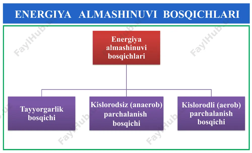 energiya almashinuvi bosqichlari - Page 4
