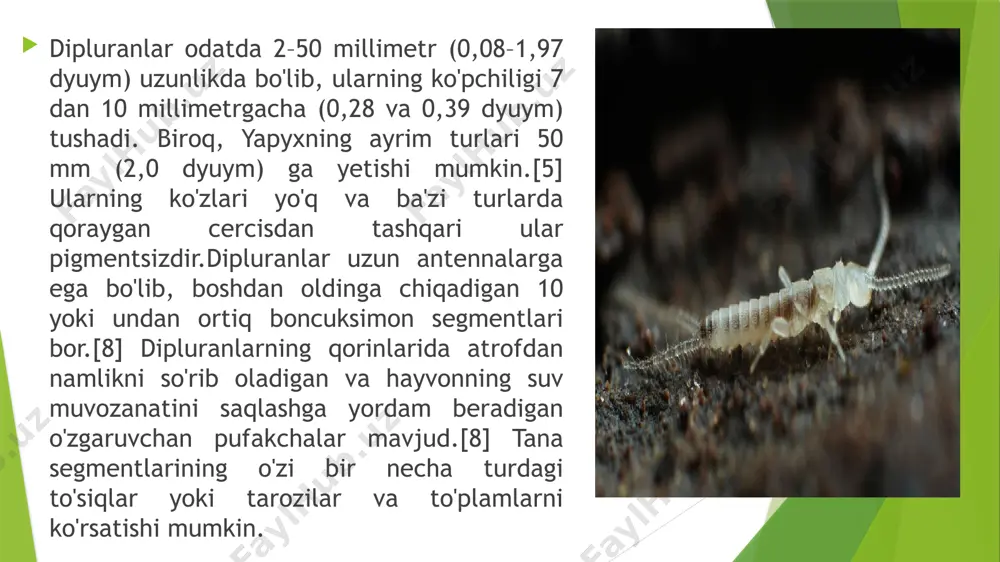 diplura - Page 2