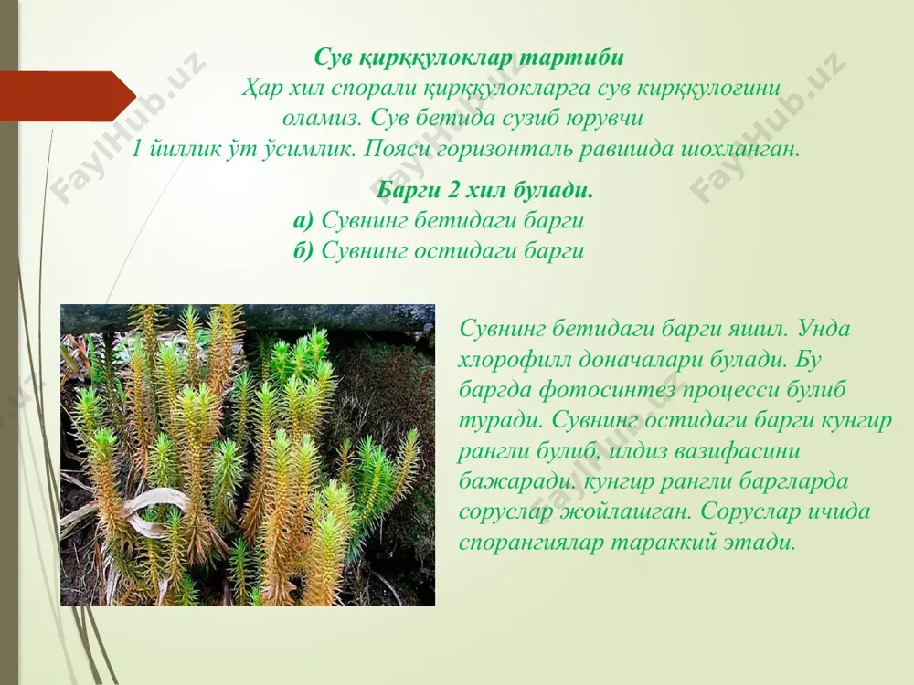 қирққулоксимонлилар. юксак ўсимликлар эволюцияси. очик уруғлилар - Page 3