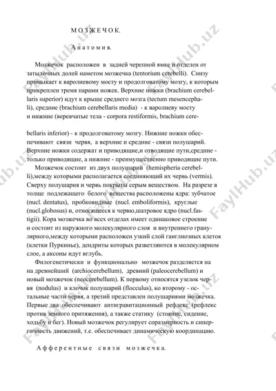 мозжечок — DOC