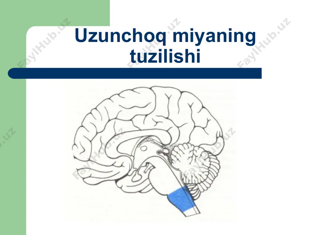 ashkil topadi. o’tkazuv yo’llarining nerv tolalari orasida koprikning hususiy o’zaklari yotadi. 14 rombsimon chuqurcha anatomiyasi va topografiyasi 15 miyachaning o’rta oyoqchalari o’rta egat ortqi miya anatomik tuzilmalarining orqadan ko’rinishi yuz nervi tepachasi medial tepalik miya hoshiyalari 16 vestibulo-koxlear maydon til osti nervi uchburchagi adashgan nerv uchburchagi miya hoshiyalari o’rta egat 17 18 19 rombsimon miya tubida yotuvchi bmn o’zaklari uch shoxli nerv (v): to’rtta o’zak, jumladan harakatlantiruvchi va o’rta miya yo’lining sezuvchi (ko’prik o’zagi (pastki) va uch shoxli nervning orqa miya yo’li o’zagi). uzoqlashtiruvchi nerv (vi): faqat bitta harakatlantiruvchi o’zak. yuz nervida (vii): uchta o’zak: harakatlantiruvchi o’zak, yakka yo’lning sezuvchi o’zagi va parasimpatik – yuqorigi so’lak ajratuvchi o’zak. 20 rombsimon chuqurcha tubida yotuvchi bmn (v-xii) o’zaklari dahliz-chig’anoq nervi (viii): ikki guruh o’zaklari: ikkita eshituv chig’anoq (oldingi va orqa) va to’rtta vestibulyar: medial, lateral, yuqorigi va pastki. til-yutqin nervi (iх): uchta o’zak: harakatlantiruvchi ikkitalik (ix va x juft uchun umumiy), yakka …