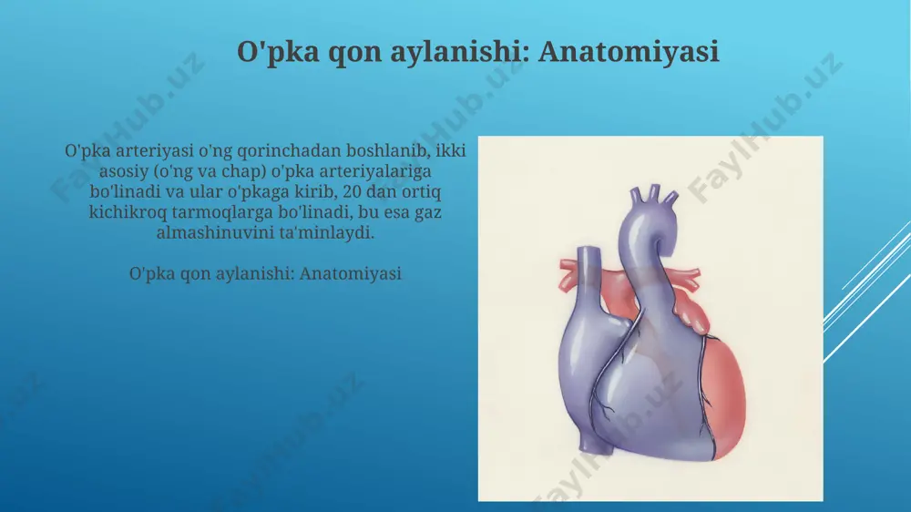 katta va kichik qon aylanish doirasi - Page 5