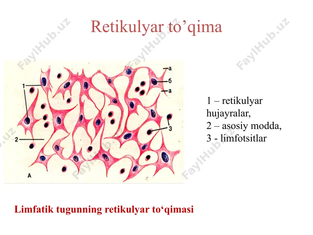 ichki muhit to’qimalari. qon va shaklli elementlar tuzilishi, xususiyatlari. - Page 2