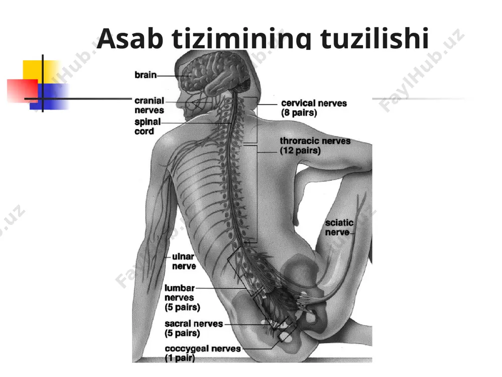 nerv tizimi - Page 5