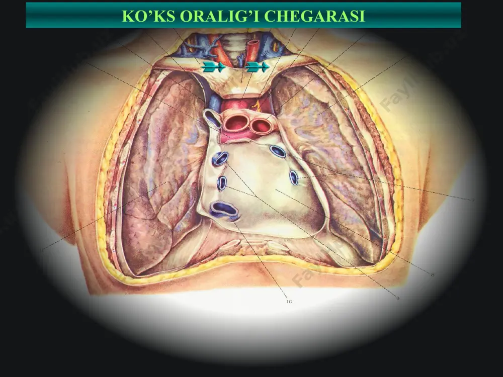 zni davolash, nurli terapiya, kortikosteroidlar jarohlik davo – mediastinal limfatik tugunlarni olib tashlash, kompressiyani keltirib chiqargan bitishmalar va chandiqlarni bartaraf etish 21 ko‘ks oralig‘ida o‘sma kasallik-larining 100 taga yaqin turlari uchraydi. ko‘ks oralig‘i chin o‘sma kasalliklari embriogenetik ko‘ks oralig‘iga xos bo‘lgan to‘qimalardangina hosil bo‘ladi yoki abberatsiya natijasida shu to‘qimalarga xos bo‘lib rivojlanadi. ko‘ks oralig‘ida uchraydigan o‘sma kasalliklar onkologik kasalliklar ichida 1%ni tashkil qiladi. havfli va havfsiz o‘smalar 4:1 nisbatda uchraydi ko‘ks oralig‘i o‘sma kasalliklari ko‘proq yosh va o‘rta yoshli aholida uchrab, erkaklar va ayollar birhilda zararlanadi. ko’ks oralig’i o’smalari barcha xavfli o’smalarni 3-7%ini tashkil qiladi; barcha o’smalarni 3%ini tashkil qiladi; 23 henning a. gaissert va douglas mathisen (2001y) o’rta qism-20% pastki qism-26% оldingi yuqori bo’lim-54% 24 ko‘ks oralig‘i kistalarini lokalizatsiyasi yuqori – timomalar, to‘shorqa bo‘qog‘i, limfomalar oldingi – timomalar, dermoidlar, mezenximal o‘smalar o‘rta – perikarda kistalari, bronxogen kistalar, limfomalar orqa – neyrogen o‘smalar, enterogen kistalar 25 оldingi-yuqorigi bo’lim o’rta bo’lim …