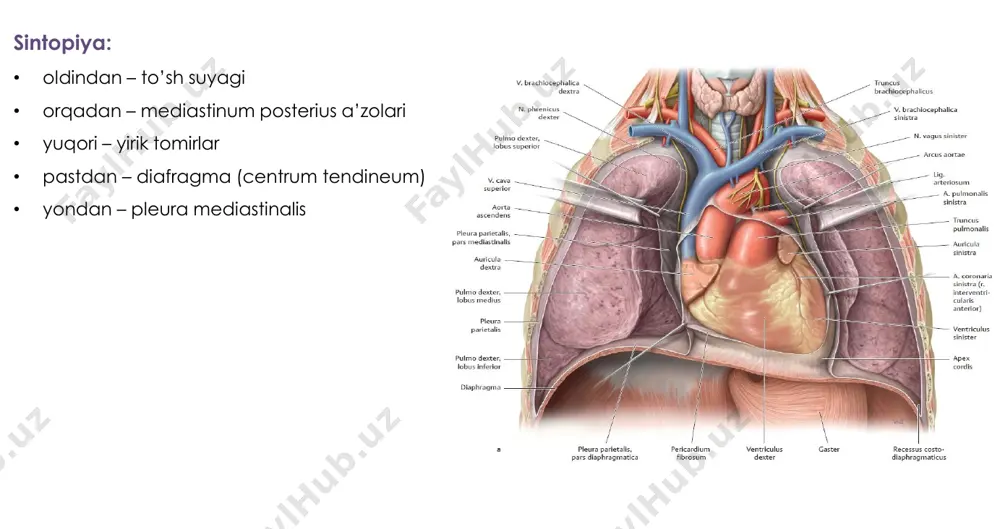 qon bilan ta’minlaydi. • r. coni arteriosi – conus arteriosus ni qon bilan ta’minlaydi • rr. atriales – o’ng bo’lmacha devorini qon bilan ta’minlaydi • r. posterolateralis dexter – o’ng qorincha miokardini qon bilan ta’minlaydi • r. marginalis dexter – yuqoridagi kabi • rr. interventriculares septales – septum interventriculare ni qon bilan ta’minlaydi • r. atrioventricularis - sulcus atrioventricularis da yotadi - chap qorinchaning orqa devorini qon bilan ta’minlaydi arteriya coronaria sinistra • pars descendens aortae dan • auricula sinistra va truncus pulmonalis orasidan boshlanadi • r. circumflexus - a. coronaria sinistra boshlanishidan 0,5-1,0 sm o’tib ajraladi - orqa yuzaga o’tadi va sulcus coronarius ning chap qismida yotadi • r. interventricularis ant – sulcus interventricularis anterior da yotadi • r. lateralis sin – chap qorinchaning oldingi yuzasini qon bilan ta’min. • r. atrioventricularis – a. coronaria dextra ning r. atrioventricularis i bilan anastomoz hosil qiladi 2. yurak venalari: arteriya coronaria …