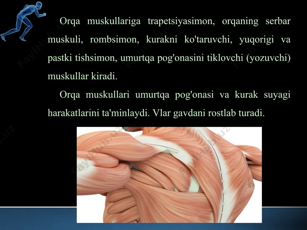 bo’g’imini bukishda va supinasiyada ishtirok etadi. oyoq muskullari oyoq muskullari: son, boldir, oyoq panjasi muskullariga bo’linadi. son muskullari. sonning atrofidagi muskullar 3 gruppaga: oldingi, ichki, orqa gruppaga bo’linadi. ularning ko’pchiligi boldirga birikadi. ular qisqarganda tizza, qisman tos-son bo’g’imidagi harakatda ishtirok etadi. sonning oldingi tomonida asosan 2 ta muskul, sonning to’rt boshli muskuli bilan tikuvchi muskul bor. tikuvchi muskul (m. sarto-rius) organizmdagi eng uzun mus­kul bo’lib yonbosh suyagining oldingi ustki o’sig’idan boshlanib, sonning orqasiga o’tadi va katta boldir suyagining medial tomoniga birika­di. bu muskul ikkita bo’g’imdan o’tib qisqarsa, ikkala bo’g’imni bukadi, boldirni ichki tomonga buradi. image2.jpeg image3.jpeg image4.jpeg image5.png image6.png image7.jpeg image8.png image9.jpeg image10.png image11.png image12.png image13.jpeg image14.png image15.png image16.png image1.jpeg