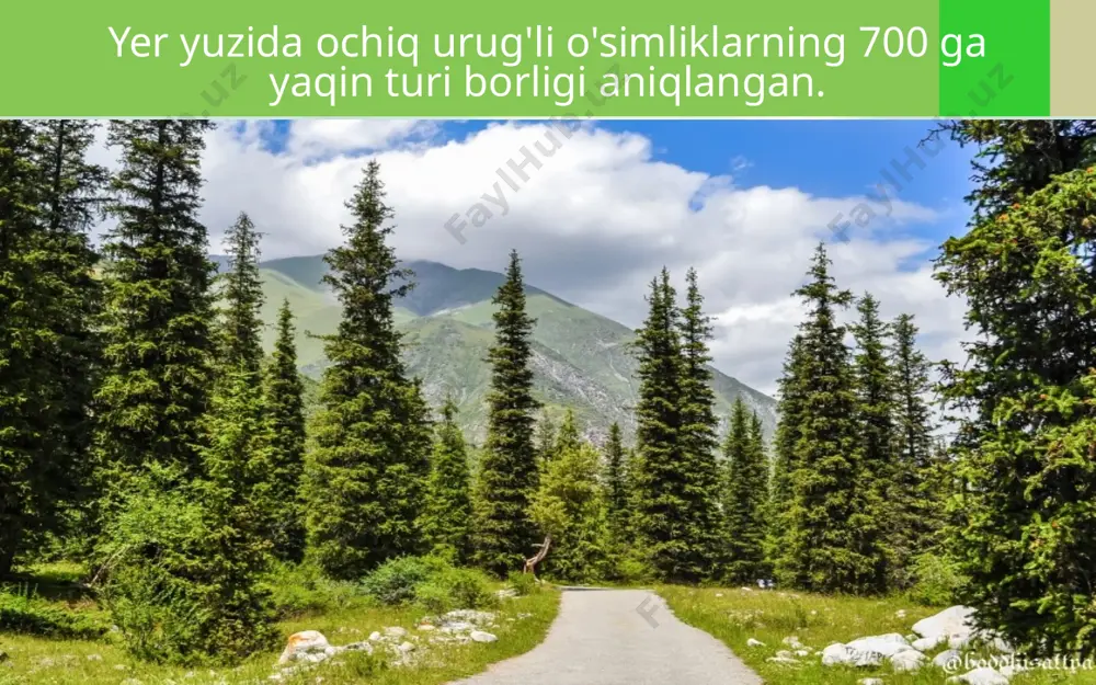 ali bir-birlari bilan qo'shilib, qubbani o'rab turuvchi etdor, yumshoq po'stga aylanadi. archaning urug'chi qubbalari urug'langandan key in ik-kinchi yoki uchinchi yilda pishadi. o'rta osiyoda archaning 7 ta yowoyi turi o'sadi, bular-dan 3 tasi o'zbekiston tog'larida o'sadi (zarafshon archasi, turkiston archasi va saur archa). bundan tashqari, shahar ko'chalarida, manzarali daraxt sifatida virgin archasi ekiladi. virgin archasining vatani shimoliy ame-rika. manzarali o'simliklar qatorida archadoshlar oilasiga mansub da-raxtlardan yana biri sharq sauri ekiladi. u tana va bargining tuzilishi bilan archaga o'xshaydi, lekin yosh nova^larning o'ziga xos shoxlani-shi va pishgan qubbalarining no-tekis choklar orqali ochilishi bilan archalardan farq qiladi. qarag'ay turkumi qarag'ay-doshlar oilasiga mansub bo'lib, yer yuzida turkumning 100 ga yaqin turi o'sadi. ular, asosan, shimo­liy yarimsharda tarqalgan. yevropa, osiyo va amerikada katta-katta maydonlarda qarag'ay o'rmonlari mavjud. o'zbekistonda qarag'aylar tabiiy holda o'smaydi. ular-ning 10 ga yaqin turi o'zbekistonda eng yaxshi xush-manzara va yog'ochbop o'simlik sifatida ekib o'stiriladi. qarag'aylardan eng keng tarqalgani oddiy qarag'ay hisob-lanadi …