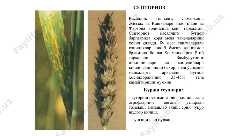 лик белгилари (давоми). касаллик фақат бошоқда намоён бўлади, ҳар бир бошоқда биттадан 5 тагача бошоқча зарарланади. кўпинча доннинг муртак қисми ёки эгатчаси зарарланади ва уларда телиоспораларнинг қора кукуни пайдо бўлади. бу қоракуяни ҳам фақат буғдой донлари пишгандан ва бошоқчалар очилгандан сўнг кўриш мумкин. ғалла экинларининг карантин касалликлари буғдой ҳинд қоракуясининг қўзғатувчиси ва унинг биологияси вақт ўтиши билан зарарланган доннинг қобиғи ёрилади ва ундан телиоспоралар чиқади. қўзғатувчининг ўзига хос белгиси – телиоспора тўдачалари пайдо бўлишидир. замбуруғнинг етилган телиоспоралари эллипс, нотўғри думалоқ ёки овал шаклли, жигарранг ёки тўқ-қўнғир ёхуд деярли қора тусли, қобиғи тўқ-қизил-қўнғир, деярли қора тусли, тўрсимон, унинг устида яна битта рангсиз желатин қобиғи ва дум шаклли рангсиз ўсмаси мавжуд; катталиги 22-45(55)х22-40 мкм, ўртача узунлиги 35,5 мкм ёки диаметри 18-49 мкм. тўдачаларда етилган споралар орасида кўплаб сарғиш ёки деярли рангсиз, думалоқ ёки қиррали, споралардан кичикроқ стерил ҳужайралар мавжуд. t. indica телиоспораларининг шакли t. tritici никига ўхшаш, аммо 2 марта каттароқ (t. …