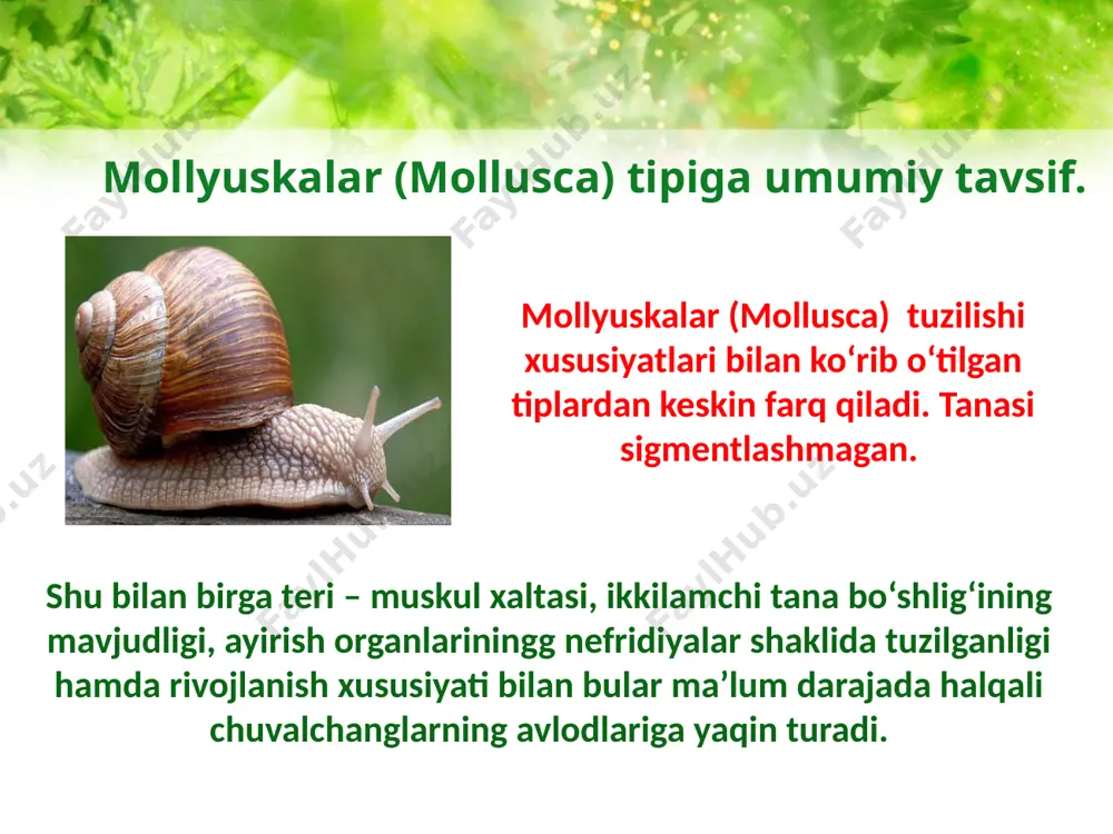 larning sohil zonasidan tortib, to 5 – 8 ming mm. chuqurlikkacha keng tarqalgan. ularda tana, bosh, mantiya bo‘shlig‘i va yuqorida aytilgan oyoqlar yaxshi rivojlangan. chig‘onoq ba’zi eng qadimgilarida saqlanib qolgan bo‘lib, ko‘pchiligida qoldiqqa aylangan. mollyuskalar ba'zi xususiyatlari bilan xalqali chuvalchanglarga yaqin turadi. ba'zi bir turlari qishloq va o’rmon xo’jaligi zararkuradalari, parazit chuvalchanglarni oraliq xo’jayinidir. bularning vakillari 3 qavatli bilatеral ikkilamchi tana bo’shligi-tsеlomli hayvonlar bo’lib, tanasi bo’gimlarga bo’linmagan, ko’pincha chiganoq ichida joylashgan bo’ladi. bularning gavdasi bosh, tana, oyoq mantiyadan tuzilgan. zararkuranda mollyuskalarga chuchuk va sho’r suvlarda yashaydigan drayssеna kiradi. ular suv inshoatlariga va suv ostidagi kеmalarning yogochlariga katta zarar еtkazadi. oddiy sadafdorlar va baqachanoklar shimoliy yarim, sharning sеkin oqar daryolari, ba'zi sayoz ko’llarida, suv tubida, qum yoki balchikda yarim botib, kam harakat holda yashaydi. o’zbеkistonda, sirdaryo yoki sirdaryo o’rta o’zanidagi ba'zi sayoz ko’llar yoki sеkin oqar chuchuk suv, hovuzlarda uchraydi. adabiyоtlar: 1. g.g.abrikosov va boshqalar. «zoologiya» 1 - 2 jilt. t: …