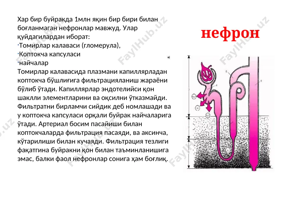 , этакрин кислотаси, маннит, мочевина ва ҳ.к. 2. ўрта таъсирли (8—24 с.) — диакарб, триамтерен, гидрохлортиазид, клопамид, индапамид ва ҳ.к. 3. узоқ таъсирли (бир неча сутка) — хлорталидон, спиронолакгон, эплеренон. осмотик диуретиклар (маннит, мочевина) таъсир механизми: қоннинг осмотик босими суюқликни тўқимали (интерстициал) сектордан томир ичига ўтиши аюқх сийдик ажралишини гормонал бошқарувини ўзгариши (альдостерон ва вазопрессин миқдори камаяди, натрийуретик гормонни миқдори кўпаяди) коптокчалардаги фильтрация кучаяди ва шу билан бир вақтда сув реабсорбцияси пасаяди диурез кучаяди осмотик диуретиклар (маннит, мочевина) кўрсатмалар: 1) мия шиши 2) ўпкалар нокардиоген шиш 3) кўз ичи босимини кескин ошиши 4) сувда эрувчан ксенобиотиклар билан ўткир захарлание 5) гиповолемия симптомлари билан шок осмотик диуретиклар (маннит, мочевина)) ножўя таъсирлари: 1) тўқималар дегидратацияси 2) қоннинг қолдиқ азотини ошиши(мочевина) қарши кўрсатмалар: 1) буйракларнинг ажратиш фаолиятини бузилиши 2) оғир юрак етишмовчилиги 3) гипертония касаллиги карбоангидразы ингибиторлари ацетазоламид проксимал найча соҳасига таъсир кўрсатади ва карбоангидраза ферменти таъсирини тўхтатади. стрептоцидни биринчи карбоангидраза ингибитори деб …