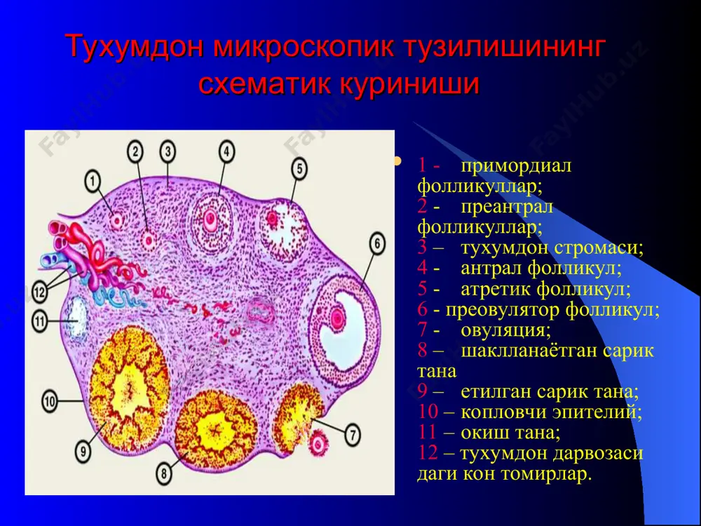тухумдон хавфсиз усмалари - Page 5