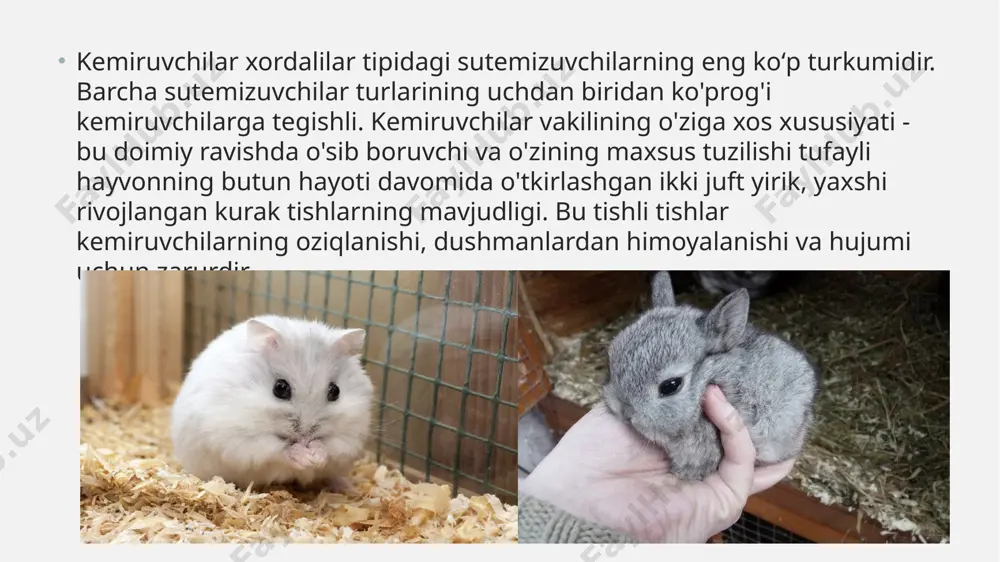 voyi holda oila bo‘lib yashamaydi. kuyukka kelgan urg‘ochi norkalar urug’langach, o‘zining bo‘lajak bolalarini erkagidan saqlash uchun uzoq masofalarga jo‘nab ketadi. bir onadan tug‘ilgan 2-3 ta bolalari kuz kelishiga qadar birga, onalari yonida bo‘lishadi, so‘ng har tomonga tarqalib ketishadi. norkalar asosan tungi hayvon hisoblanadi. lekin ayrim vaqtlarda kunduzi ham ov qiladi. chinchilla kemiruvchilar turkumiga kiradi va tashqi ko'rinishiga ko'ra ular ikki oilaga bo'linadi, kichik uzun dumli va qirg’oq chinchilla. chinchillalar bir-biri bilan yaqindan munosabatda bo'lgan oilalarda yashaydi va joylashadi. faoliyatning asosiy cho'qqisi kechqurun va tunda sodir bo'ladi, quyosh botgandan keyin ular oziq-ovqat izlay boshlaydilar. barcha kemiruvchilar singari, ular kartoshkadan karamgacha, suvli ildizlar, barcha turdagi don va yong'oqlarni yaxshi ko'radilar. kichkina o'lchamlari 35 sm gacha, vazni 1 kg gacha bo'lishiga qaramay, ular o'zlarini himoya qila oladilar va xafa bo'lmaydilar. agar tahdid bo'lsa, ular orqa oyoqlarida turishadi, qo'rqinchli tarzda shivirlaydilar va huquqbuzarga siydik oqimini chiqaradi. agar bu a’zolar ishlamasa, hayot davomida o'sadigan kuchli …