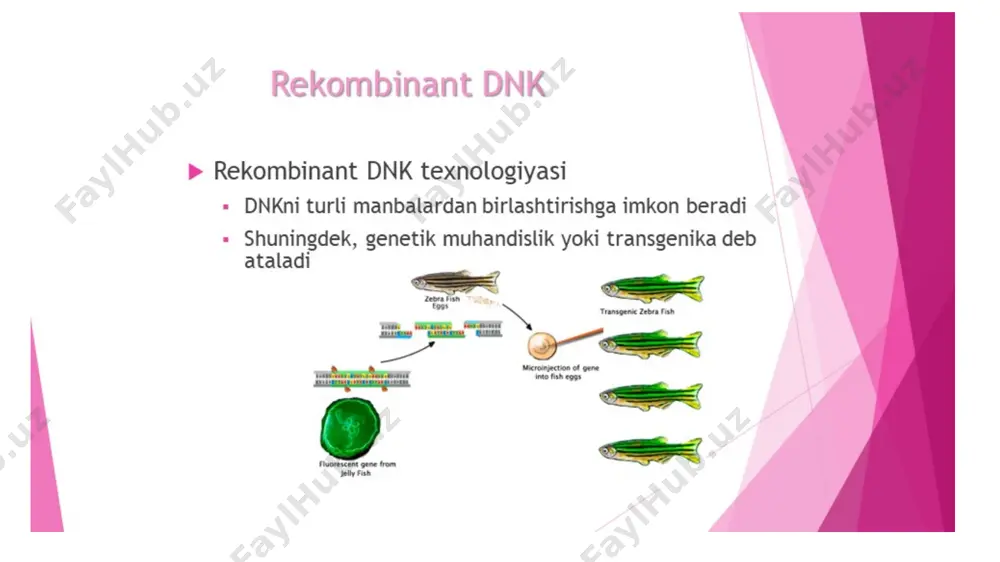 yasi nemo ikb yadro (dnk) nf-kb prokaspaza-8 jnk fadd cad prokaspaza-8 bid bax bak mitoxondriya bcl-xl bcl-2 ciap prokaspaza-8 apoptoz dnkning parchalanishi va yadroning yorilishi kaspaza-3 cad i-cad sitoxrom-c endog inson glut 1-4 insulin genlari biri bakteriya bakteriya plazmidi rekombinant dnk rekombinant dnk asosidagi insulin insulin preparatitoza holdagi insulin bakteriya dnk plazmidi inson glut 1-4 insulin genlari biri rekombinant bakteriya fermentatsiya jarayoni asosida mahsulot inson glut 1-4 insulin genlari biri bakteriya inson glut 1-4 insulin genlari biri bakteriya plazmidi rekombinant dnk rekombinant bakteriya fermentatsiya jarayoni asosida mahsulot rekombinant dnk asosidagi insulin insulin preparati toza holdagi insulin bakteriya dnk plazmidi a s p getrodimerlartetramer a s p prodomen oraliq domen-katta subbirlikli o‘tmishdoshi c-tomonidagi domen-kichik subbirlikning o‘tmishdoshi proteoliz assosiatsiya + kaspaza prokaspaza /docprops/thumbnail.jpeg