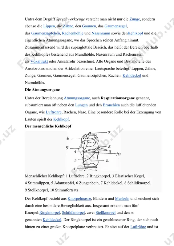 kehlkopf ist von außen ertastbar. beim schlucken bemerkt man, wie sich der kehldeckel über den kehlkopfeingang legt. eine besondere rolle spielen die stellknorpel. sie sitzen gelenkig auf dem hinteren oberrand des ringknorpels und sehen wie kleine pyramiden aus. nach vorne laufen sie in die so genannten stimmfortsätze aus. zwischen diesen und der wand des schildknorpels sind die beiden stimmlippen (siehe auch: stimmbänder) gespannt. die stimmlippen sind muskeln. sie laufen von der inneren kante des schildknorpels in einer horizontalen linie geradewegs zu den stellknorpeln und sind über bandgewebe mit dem ringknorpel verbunden. die stellknorpel können sich jeweils um die eigene waagerechte achse drehen oder auseinander oder zueinander gleiten und beeinflussen damit die stellung der stimmbänder, die mit ihnen verbunden sind. die stellung zwischen ring- und schildknorpel andererseits erlaubt durch das gegenseitige kippen eine erhöhung oder verringerung der spannung der stimmlippen. die hauptsächliche funktion des kehlkopfes ist aber nicht die stimmerzeugung. er …