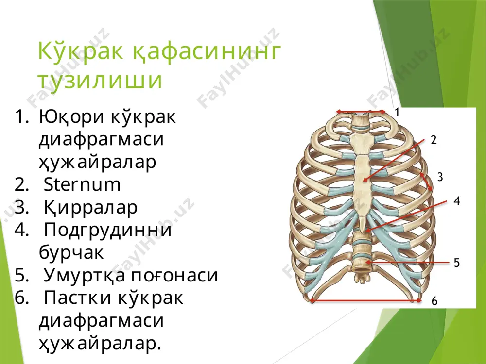 кўкрак қафасининг узоқ ва кучли сиқилиши билан нафасни деярли тўлиқ ёки қисман ушлаб туриш содир бўлади, бу еса кўкрак ичидаги қон томирлари босимининг кескин ошиши билан кўкрак ичидаги босимнинг ошишига олиб келади. сиқиш кўкрак қафаси майдони вена қонининг юқори вена кава тизими орқали юракнинг ўнг қисмларига чиқиши терида, шиллиқ пардаларда ва ички органларда, биринчи навбатда мияда бир нечта майда қон кетишлар (петехия) шаклланиши билан бузилади. магистрал ва юзнинг юқори ярмида кўкариш борлиги қайд етилган-нафас олиш етишмовчилиги туфайли гипоксемиянинг кучайиши белгиси. клиник маълумотлар расм *умумий ахволнинг оғирлиги шикоятлар • кўкрак оғриғи, • овознинг хириллаши, кўпинча афония, мумкин бурун ва қулоқлардан қон кетиш. беморнинг кўриниши тери бош, бўйин, кўкракнинг юқори ярми бинафша-бинафша рангга ега бўлиб, пастки чегараси аниқ ва оғиз бўшлиғининг шиллиқ пардаларига, кўз конъюнктивасига чўзилган бир нечта кичик нуқтали қон кетишлар мавжуд. йиқилганда кийим маҳкам ўрнашган жойларда терига қон кетиши мумкин емас. тананинг пастки қисмига нисбатан бош ва бўйин кўринишидаги номувофиқлик …
