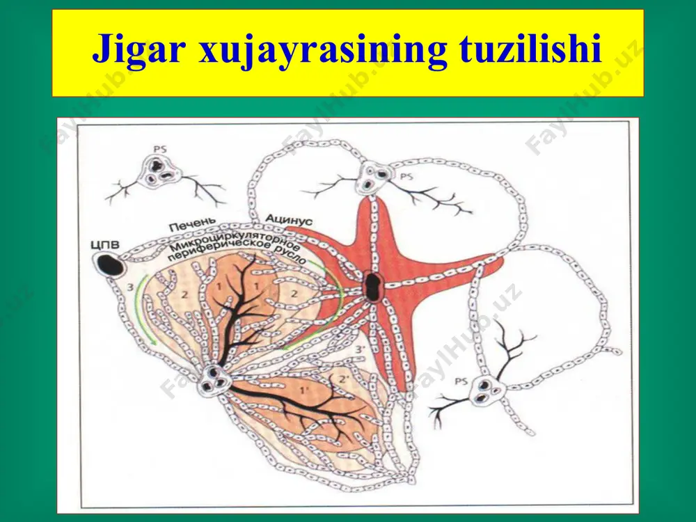 jigar xirurgik kasalliklari - Page 4
