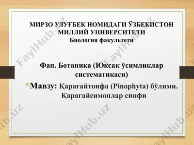 қарағайтоифа (pinophyta) бўлими. қарағайсимонлар синфи — PPTX