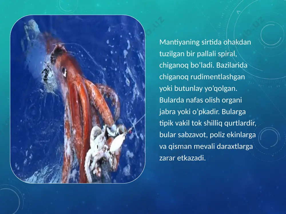 mollyuskalar - Page 3