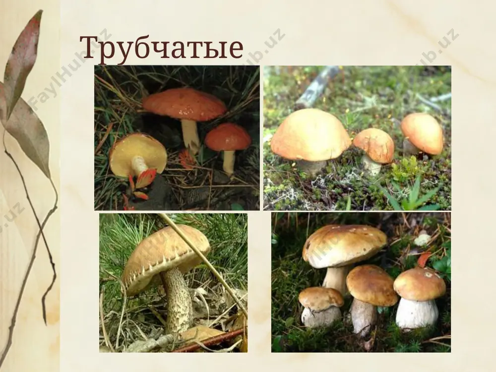 плесневые грибы - Page 5