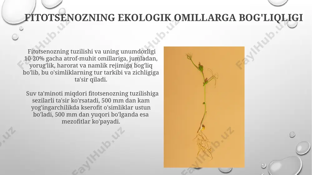 fitotsenoz strukturasi - Page 3